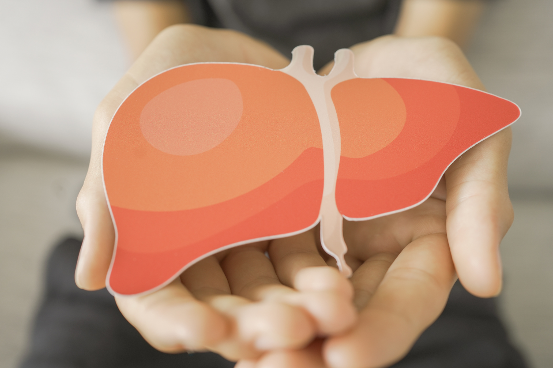 Hands holding a paper model of a liver, symbolizing liver health and natural ways to support liver function.