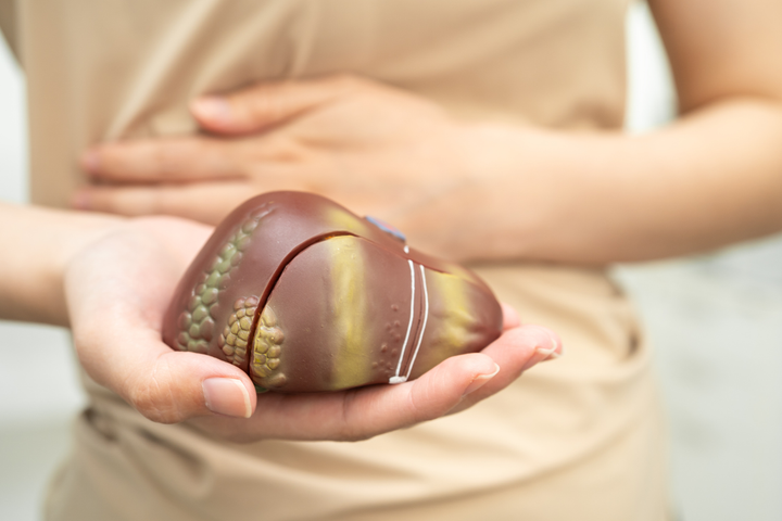 Close-up of a person gently holding a small model of the liver, representing liver health and support.