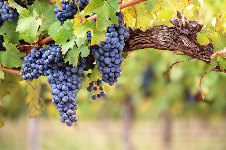 Bunch of grapes hanging from a thick vine.