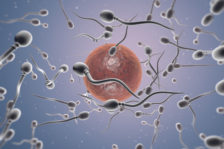 Microscopic 3D illustration of sperm surrounding an egg, representing the start of fertilization.